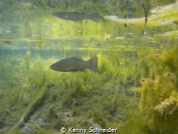 50cm deep water... and than this. by Kenny Schneider 